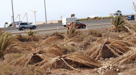 En los dos últimos años han muerto miles de palmeras en el sur de Gran Canaria