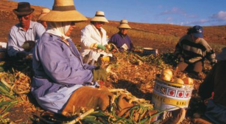 Los socialistas de las Medianías de Gran Canaria homenajean a la mujer rural