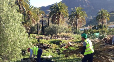 El Cabildo de Gran Canaria rehabilita el palmeral de Veneguera
