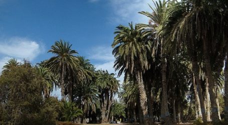 Cabildo y Ayuntamiento reactivarán el parque Tony Gallardo de Maspalomas