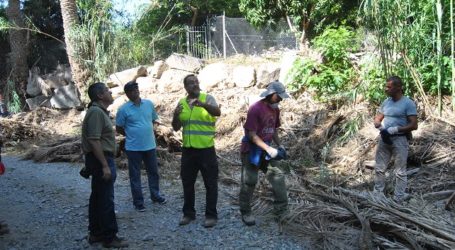 Voluntarios de Foresta limpian el palmeral de Arteara para evitar incendios