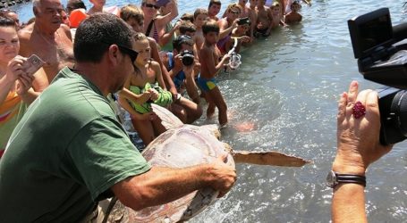 Las Jornadas del Litoral de Pozo Izquierdo devuelven al mar tortugas recuperadas