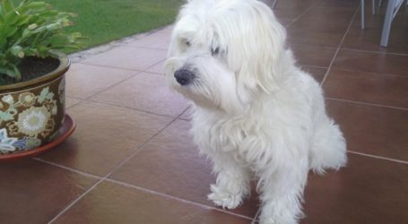 Arranca en Santa Lucía un plan integral sobre tenencia responsable de mascotas