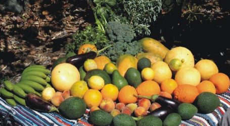 El Cabildo facilita a los agricultores de Mogán la compra de nuevos árboles frutales