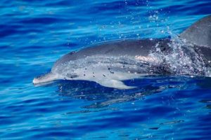 Delfín en libertad (foto: elespectadoranimal.com)