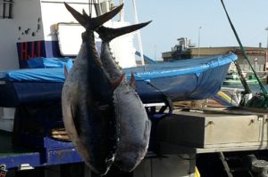 Pesca del atún rojo, en Canarias