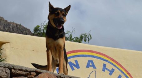 La protectora de animales Anahí gestionará la perrera municipal de Mogán