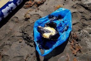 Playa de Meloneras, tortuga boba muerta por el fuel