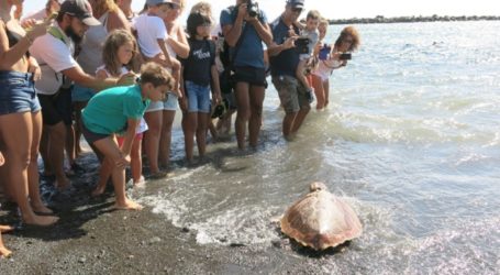 Cuatro tortugas bobas recuperadas vuelven al mar en Pozo Izquierdo