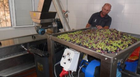 La zafra de la aceituna de Santa Lucía recoge los primeros mil kilos de fruto