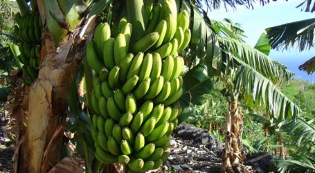 La Policía Local de Mogán intercepta una operación de sustracción de frutas