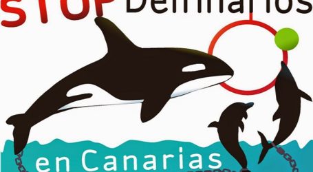 Los ecologistas apuestan por el final de los espectáculos en delfinarios de Canarias