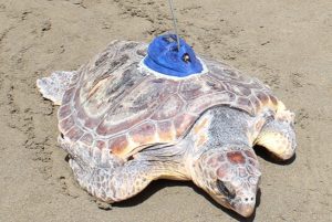 La tortuga Terry luce su baliza de transmisión por satélite