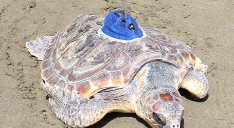 La popular tortuga Terry ya nada libre en el Atlántico tras recuperarse en Gran Canaria