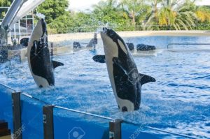 Espectáculo con orcas (foto: Loro Parque, archivo)