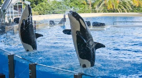 Ben Magec exige que el Loro Parque ponga fin al espectáculo con orcas