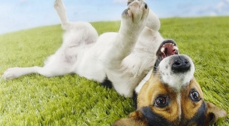 La perrera municipal de Mogán invita a voluntarios y protectoras a la colaboración