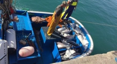 La flota de Mogán captura 81 atunes rojos en la campaña de 2016