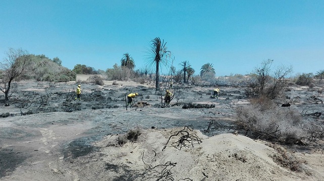Dunas de Maspalomas, incendio 6 de junio 2016