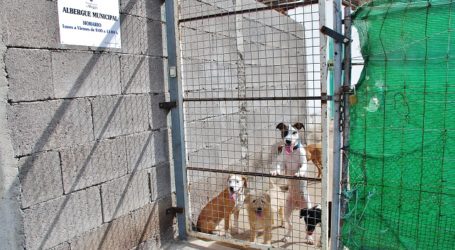 La perrera municipal de Mogán consigue un buen número de adopciones