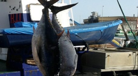 Ben Magec presenta alegaciones a favor de la pesca sostenible del atún rojo