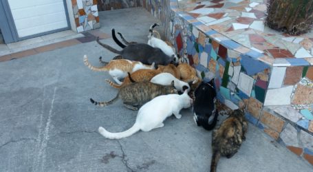 El Ayuntamiento de San Bartolomé de Tirajana regulará las colonias de gatos