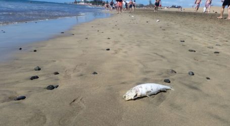 Peces muertos, en avanzado estado de descomposición, aparecen en la playa de Maspalomas