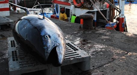 Los marineros de Mogán capturan los primeros ejemplares de atún rojo de la campaña de 2017