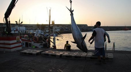 La flota pesquera de Mogán cierra la campaña con más de 26.000 kilos de atún rojo capturados