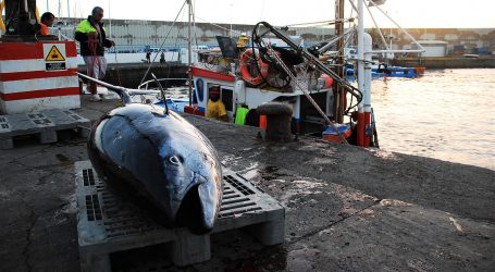 El Cabildo de Gran Canaria pedirá que se aumente la cuota de captura del atún rojo