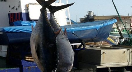 El pleno del Cabildo aprueba solicitar al Estado que aumente al 10% la cuota de captura del atún rojo