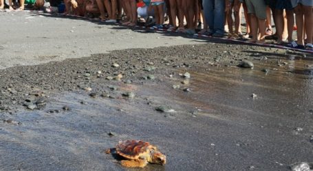 Una tortuga rescatada en La Gomera vuelve al mar en las VI Jornadas del Litoral de Pozo Izquierdo