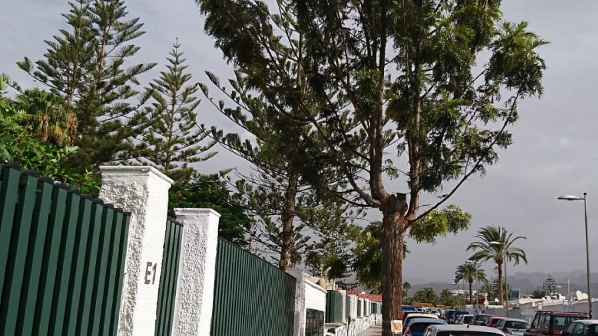La “manía taladora de árboles” llega a Playa del Inglés | maspalomasnews.com