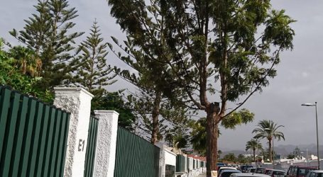 La Vinca Ecologistas en Acción denuncia que la “manía taladora de árboles” llega a Playa del Inglés