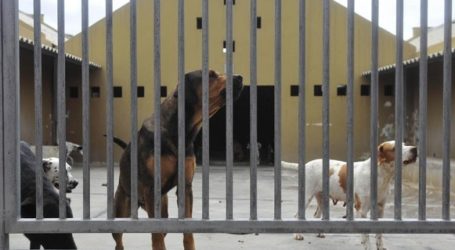El Cabildo propondrá a los ayuntamientos de Gran Canaria un Pacto Insular por el Bienestar Animal