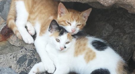 La campaña de control de colonias felinas impulsó la esterilización de 150 gatos en Santa Lucía en 2018