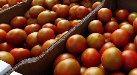 Las empaquetadoras de tomates cotizarán a la Seguridad Social por los 30 días del mes