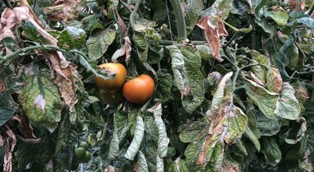 La plaga de la Tuta Absoluta pone en peligro el cultivo del tomate en Canarias