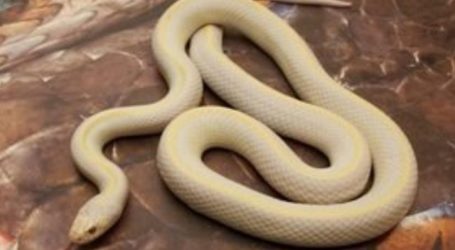 El Ayuntamiento de Mogán actúa ante la aparición de serpientes en el municipio
