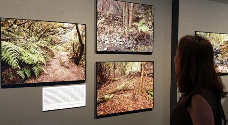 Prorrogada en la Casa de Colón la exposición sobre los paisajes de la laurisilva de Canarias