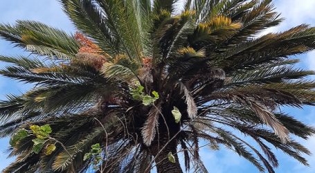 El odio al árbol en Canarias