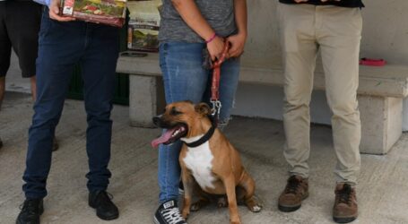 Los voluntarios del albergue municipal de Mogán adoptan todos los perros
