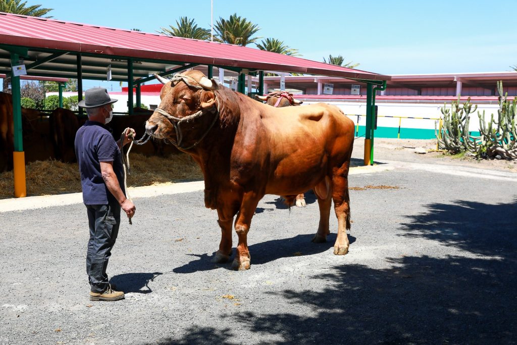 _Elegante_ Toro ganador premio vacuno país