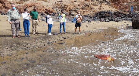 La tortuga rescatada de una red de pesca por bañistas en la playa del Burrero regresa al mar recuperada