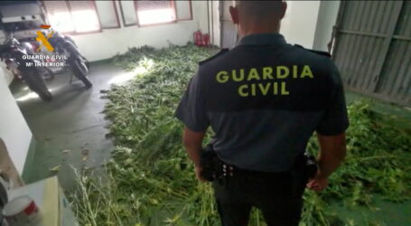 La Guardia Civil desmantela otro cultivo de marihuana con 320 plantas de marihuana en San Mateo