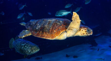 Una tortuga encontrada en estado crítico se recupera en Poema del Mar antes de ser devuelta al mar