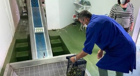 La almazara municipal empieza a prensar los primeros cuatro mil kilos de aceitunas de la temporada