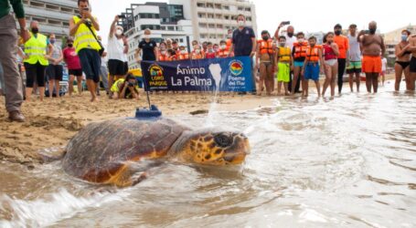 Poema del Mar devuelve al océano a una tortuga encontrada en estado crítico que se recuperó en sus instalaciones