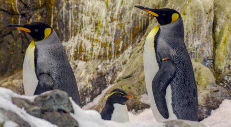Loro Parque da la bienvenida a numerosas crías de pingüino de diferentes especies