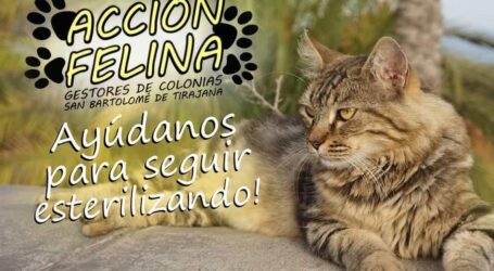 Acción Felina SBT: Considerar a los gatos como especie exótica invasora es ponerlos al mismo nivel que las culebras de California